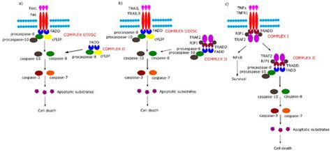 Role of Extrinsic Apoptotic Signaling Pathway during Definitive ...