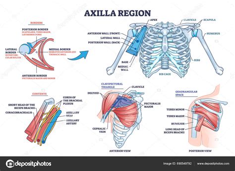 Axilla Region Anatomy Skeletal Muscular Structure Outline Diagram Labeled Educational Stock ...
