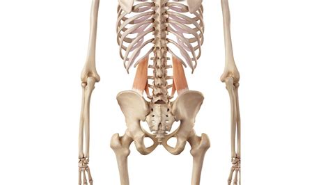 Core Muscle 的图像结果