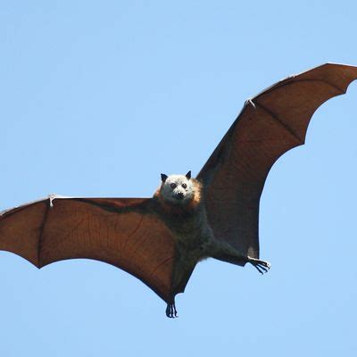 Image result for Bat-File Notepad Automatically On Start Up