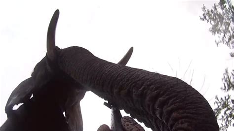 Image result for Elephant GoPro