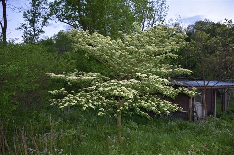 Pagoda Dogwood / Cornus alternifolia - Keystone Flora