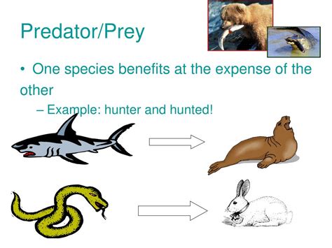 Image result for Prey vs.Predator