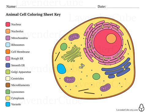 Animal Cell Coloring Worksheet [2025]