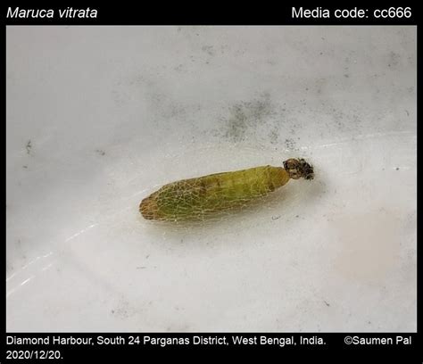 Maruca vitrata | Moths