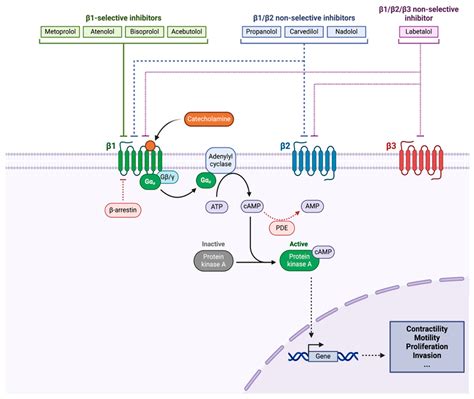 The Impact of Beta Blockers on Survival in Cancer Patients: A ...