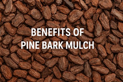 Powerful Benefits of Pine Bark Mulch