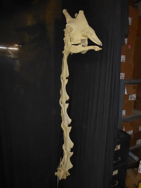 Giraffe Male Skull & Neck Vertebrae - Osteological Model