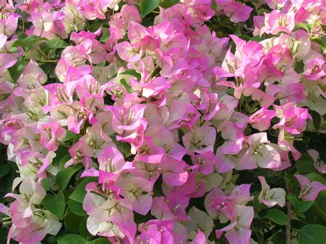 Bougainvillea - Richard Lyons Nursery, Inc.