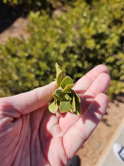 Ornamental bush at Riverwalk Pueblo Colorado : r/whatsthisplant