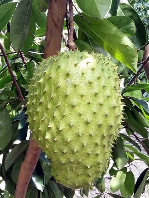 Annona muricata, Cancer chakka, Mulluathi, Prickly Custard Apple, കാൻസ ...