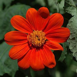 ORETIC TITHONIA SEED Seed Price in India - Buy ORETIC TITHONIA SEED ...