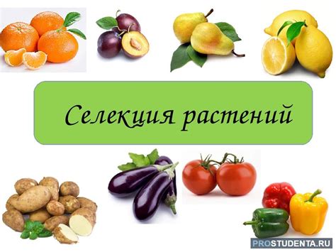 Методы селекции растений: кратко о современных техниках, таблица и примеры