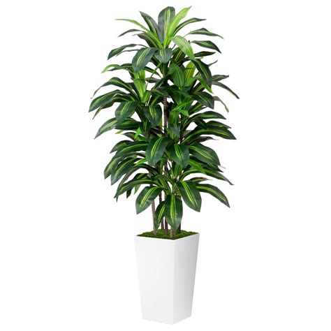 Amazon.com: Artificial Dracaena Plant Indoor 5FT - Fake Tree with White ...