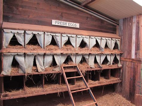 Walk In Chicken Coop With Nesting Boxes at Carolann Ness blog