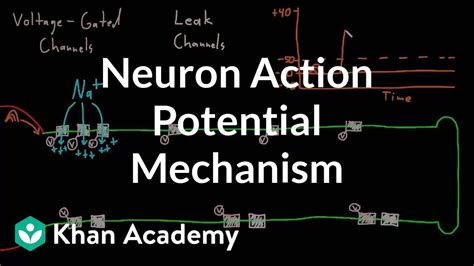 Image result for Neuron Animation