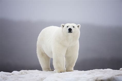 Antarctic Polar Bears