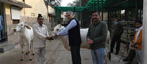 Two elite Hariyana heifers supplied to Shri Krishna Janma Bhoomi ...