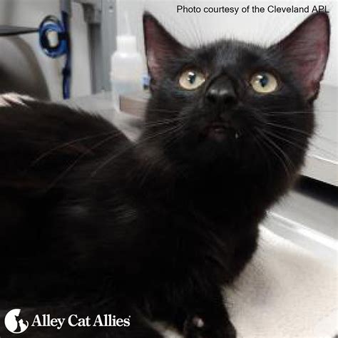 Alley Cat Allies Files Amicus Brief to Seek Justice for Kitten Victim of Cruelty | Alley Cat Allies