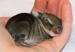 Image result for Found Baby Rabbit