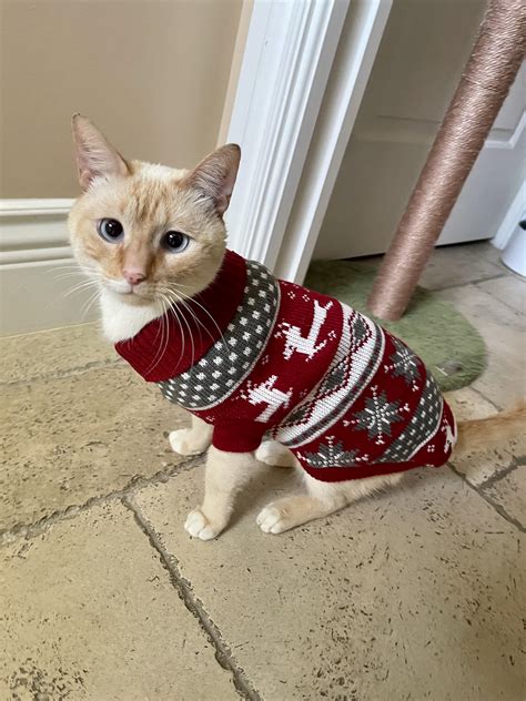 Cat Wearing Christmas Sweater