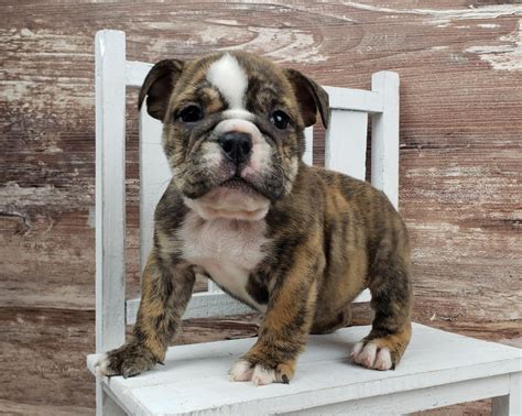 English Bulldog Colors: A Comprehensive Guide -Bruiser Bulldogs