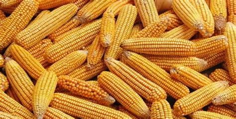 玉米价格每吨涨千元 均价最高超过2600元-股城热点