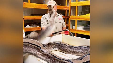 Python Attack 的图像结果