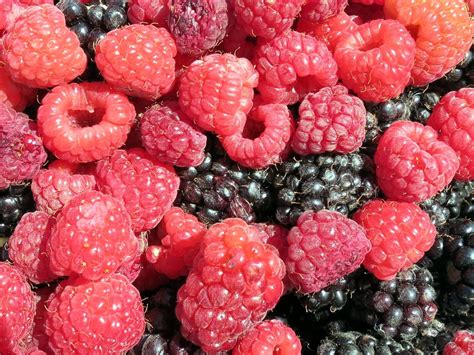 Image result for Raspberry Wall Color