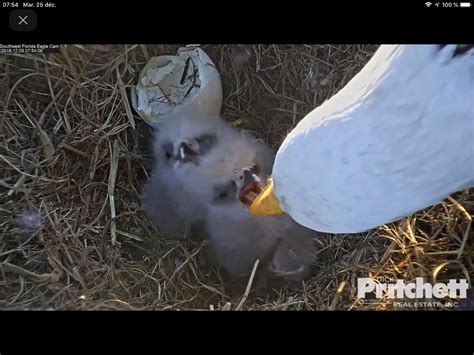 Les Oiseaux Rares 2018-19: Des aiglons pour Noël - Les Oiseaux Rares