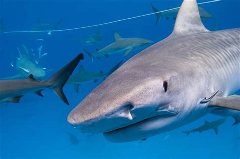 人鲨大战 纠缠45分钟拉起4百公斤鲨 超巨体型钓客看傻 - 搜奇 - 网推