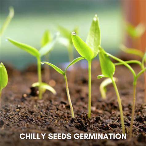 Green Paradise® Chilly F1 Hybrid Seeds Pack – GreenParadiseLive