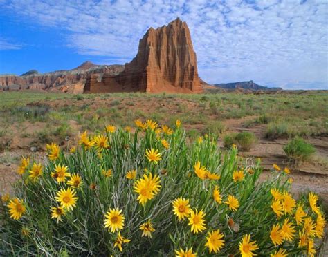 Temple of The Sun with Common Sunflowers in The Foreground Capitol Reef ...
