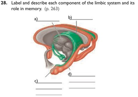 Limbic system Memory 的图像结果