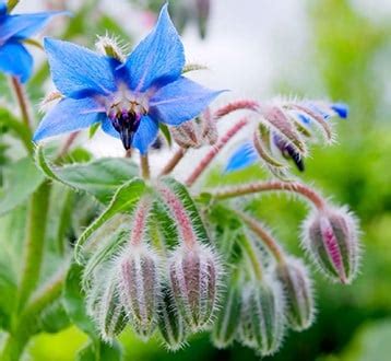 All types of plants - Waitrose Garden