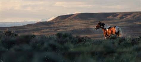 AWHC Applauds Introduction of Wild Horse and Burro Protection Act of ...