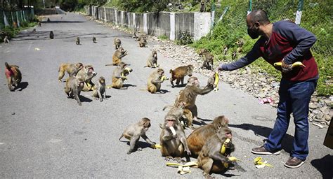 Germs from the wild can fell humans. Without a care, a gung-ho India is ...