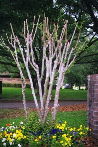 Image result for Pruning Crape Myrtle Tree