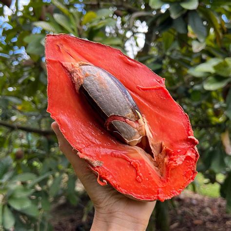 Mamey Sapote Pantine Plants ( Pouteria Sapota) – veliyathgardens