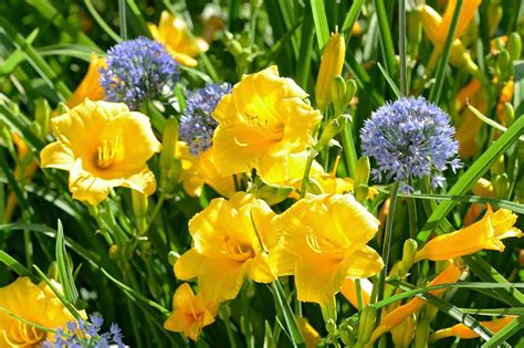19 Earlyblooming Spring Flowers For Your Garden Better Homes Gardens