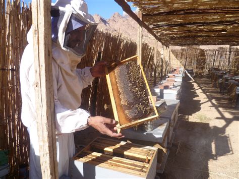 Beekeeping 7 | Makhad Trust