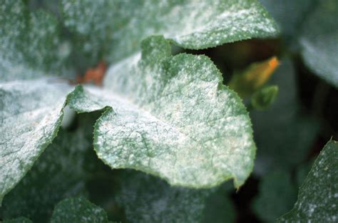 Mildew | Definition & Description | Britannica
