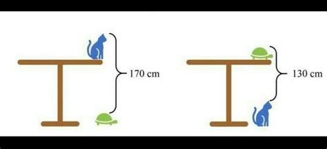 What is the height of the table?? - Brainly.in