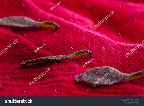 Clothing Moths Eggs at Kathleen Lynch blog