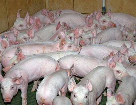 Landwirt überlastet: 400 Ferkel verhungert | agrarheute.com