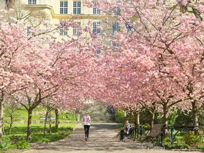 Image result for Swedish Spring