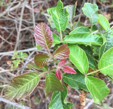 Poison Oak: Nature's Immune Response Guest Blog