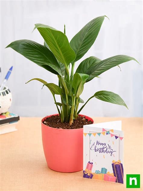 Buy Birthday Wishes with Peace Lily Plant online from Nurserylive at ...