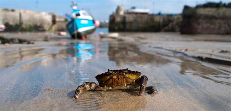 Ship Noise Kills Crabs’ Libidos | Hakai Magazine