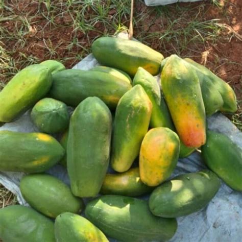 Buy Best Quality Desi Papaya (Op) Seeds Online Organicbazar (20 Seeds)